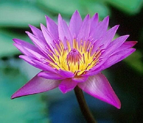 Pure Blue Lotus Essential Oil
